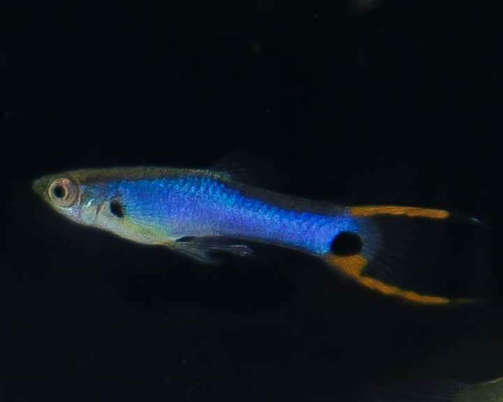 Untenschwert Singa Blau vom Endler Zum Hochzuchtguppy Guppy Z chter Untenschwert Singa Blau vom Endler Zum Hochzuchtguppy Guppy Z chter