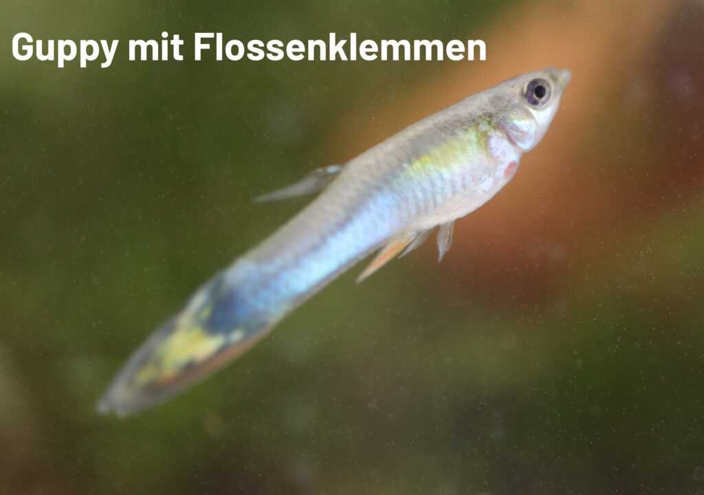 Jüngerer Guppy mit Flossenklemmen