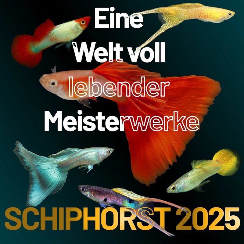 Motto Schiphorst 2025 - Version 3