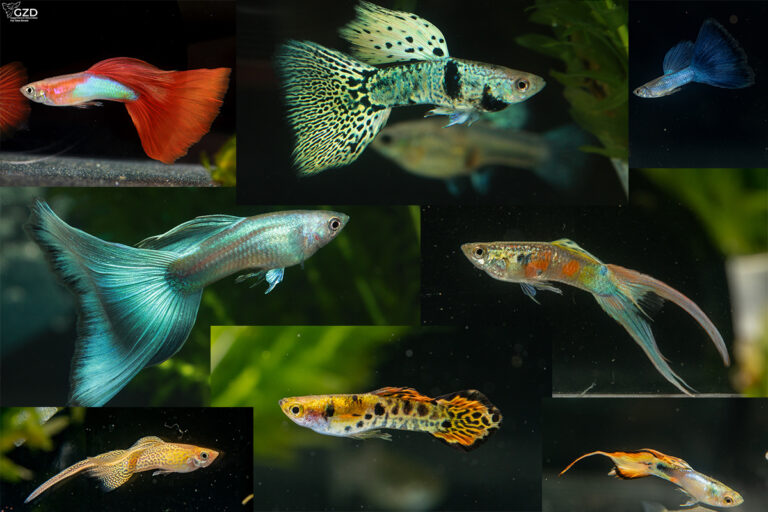 Guppy-Fotos Eckersmühlen 2024