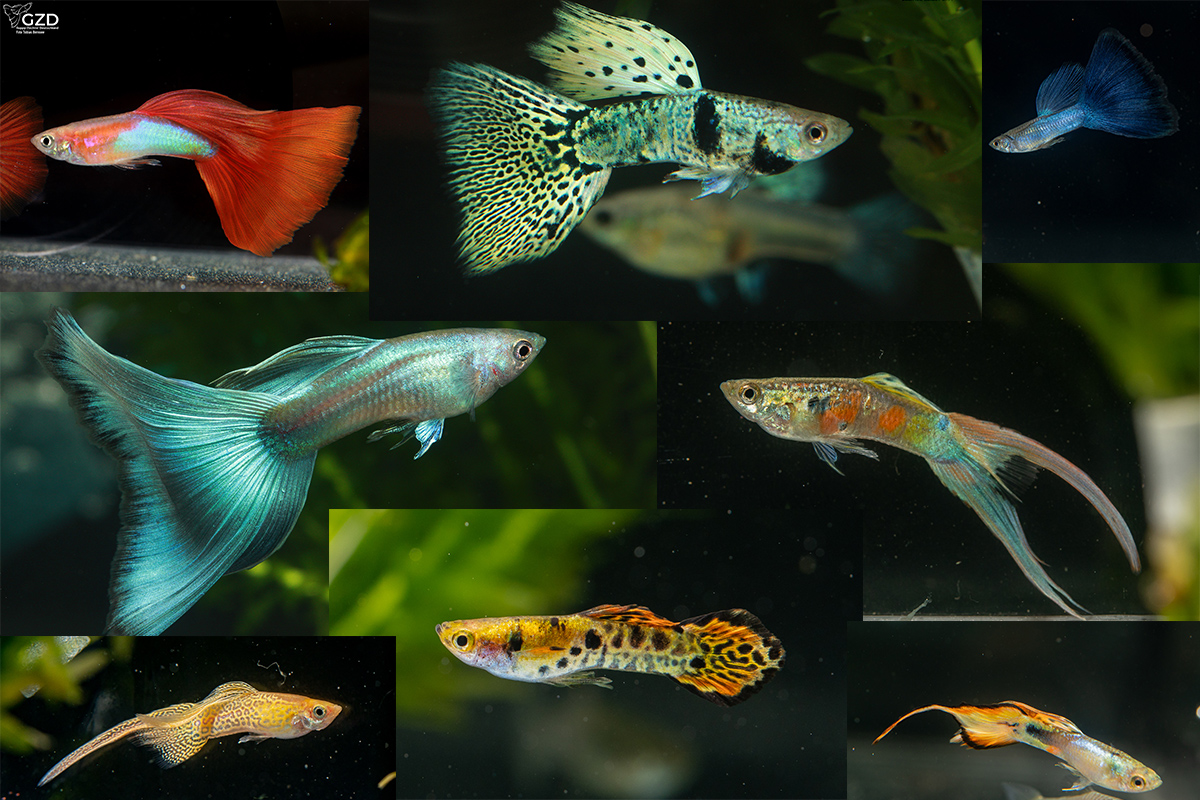 Guppy-Fotos Eckersmühlen 2024