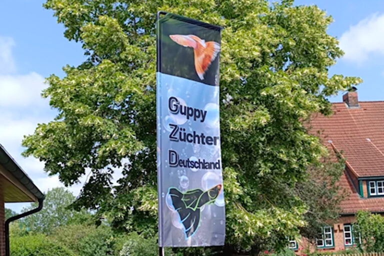 Beitragsbild Fotogalerie Guppys Schiphorst 2025
