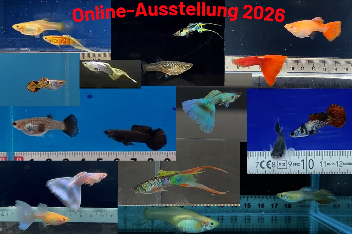 Beitragsbild Online-Ausstellung 2026