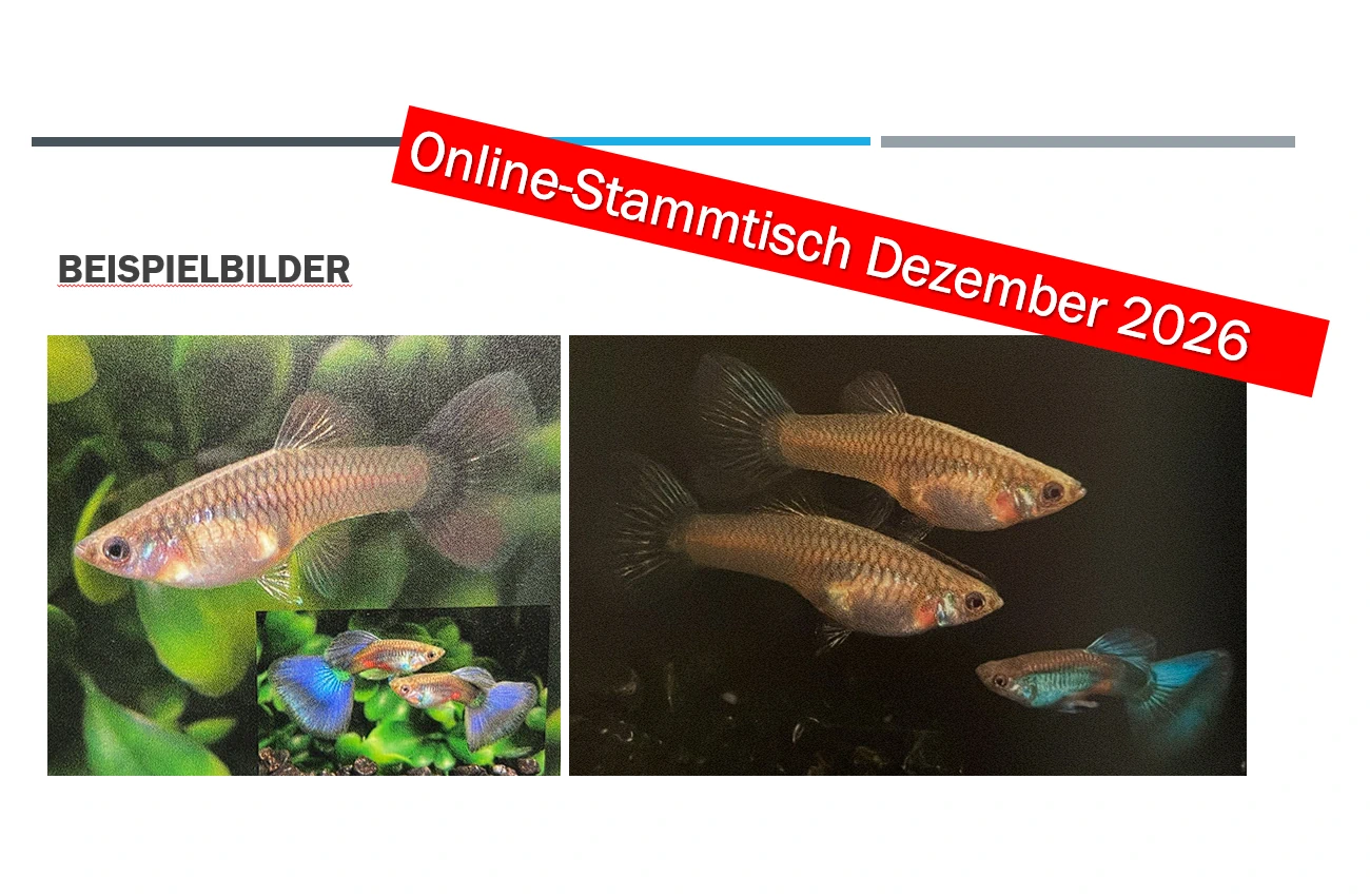 Beitragsbild Online-Stammtisch 12-2026