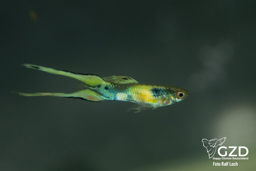 Standardsieger Leierschwanz von Markus Gaab - Schiphorst 2025