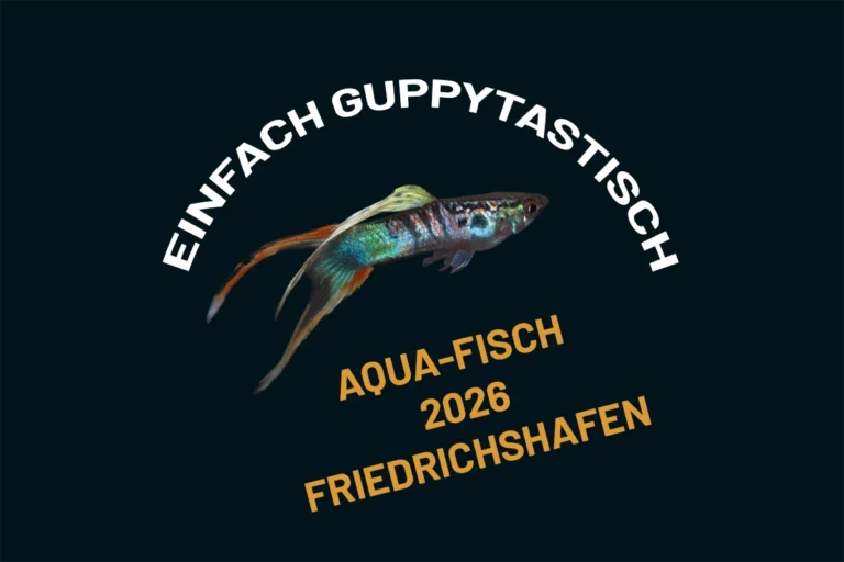 Motto Aqua-Fisch 2026