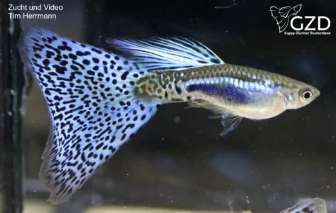 Blue Grass Blue Grass