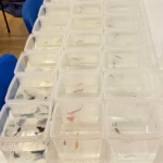 Kurzer Zwischenstopp für die Guppys Kurzer Zwischenstopp für die Guppys