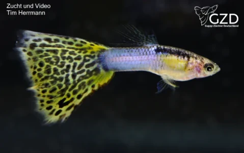 Platinum Japan Blau Leopard auf Grundfarbe Gold Platinum Japan Blau Leopard auf Grundfarbe Gold